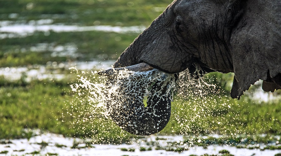 4 Days Best of Tanzania Safari | Big Five Midrange Adventure from Arusha.